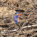 Malachite Kingfisher.jpg